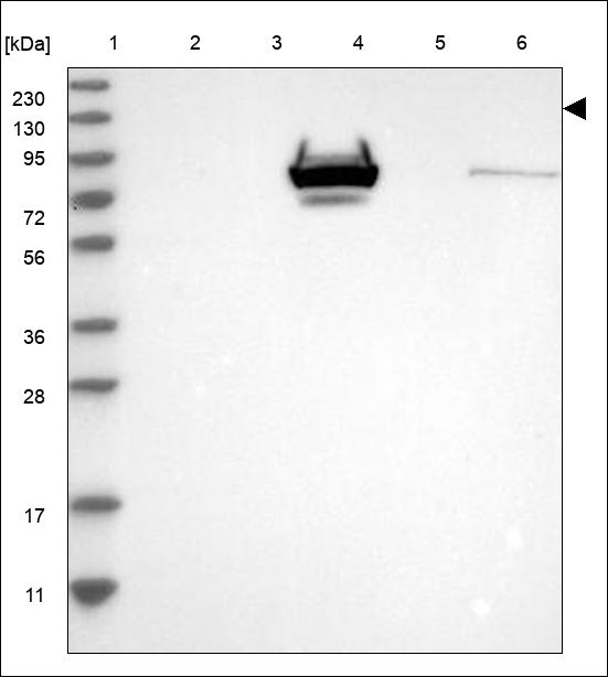 Anti-EDRF1 Antibody