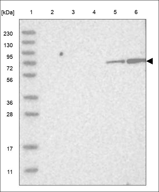 Anti-NUGGC Antibody