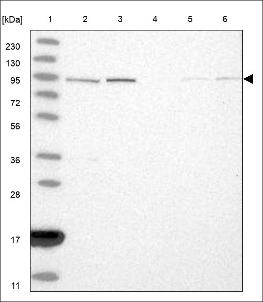 Anti-NDST2 Antibody
