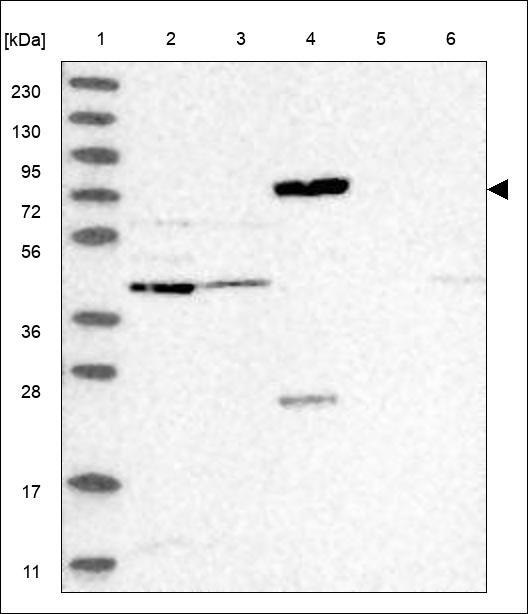 Anti-SPPL2C Antibody