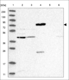 Anti-SPPL2C Antibody