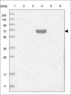 Anti-SASS6 Antibody