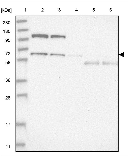 Anti-GPBP1L1 Antibody
