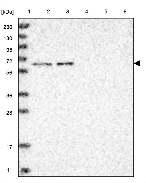 Anti-TBX21 Antibody