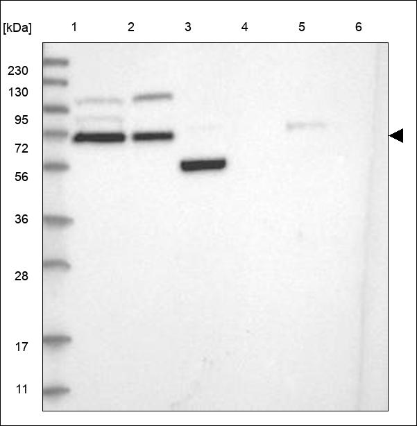 Anti-TAB2 Antibody