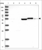 Anti-ZNF776 Antibody