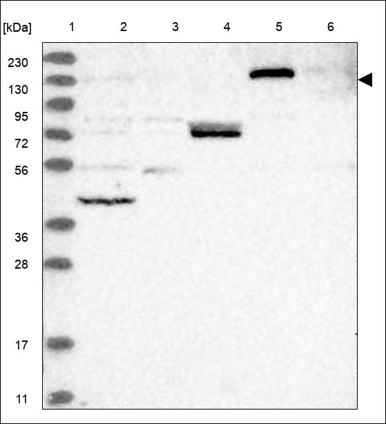 Anti-CARD10 Antibody