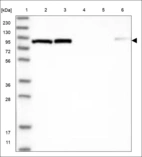 Anti-NUP88 Antibody