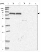 Anti-NUP88 Antibody