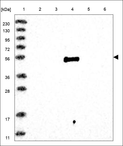 Anti-F10 Antibody