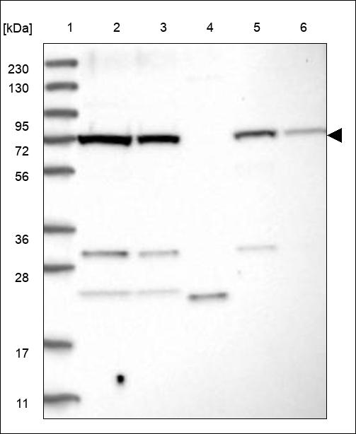Anti-MIPEP Antibody