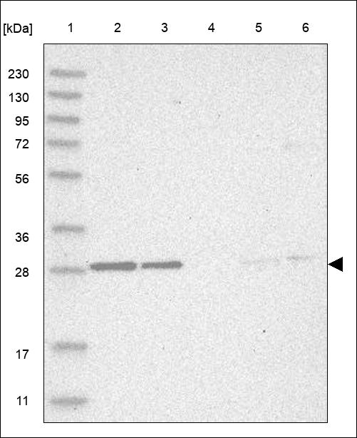 Anti-PEX7 Antibody