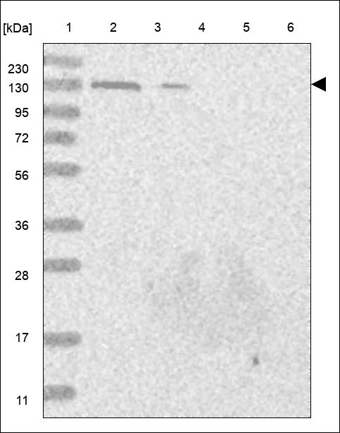 Anti-ANO8 Antibody