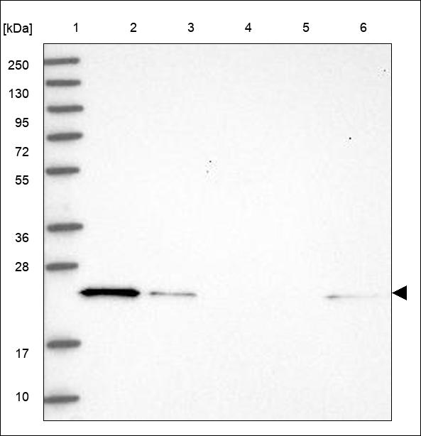 Anti-RAB24 Antibody