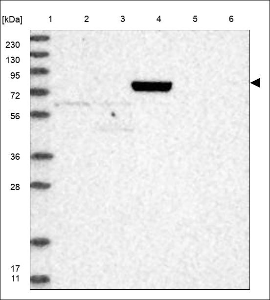 Anti-THOP1 Antibody