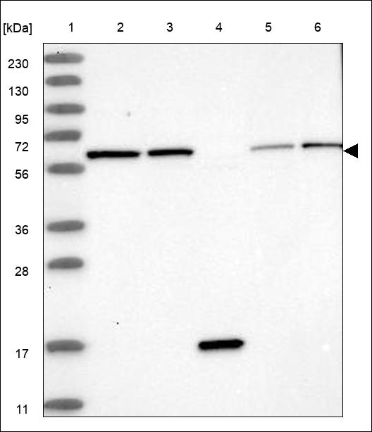Anti-PAK2 Antibody