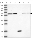 Anti-PAK2 Antibody