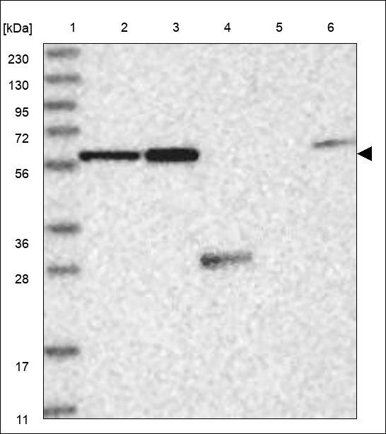 Anti-SNX25 Antibody