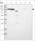 Anti-AGGF1 Antibody