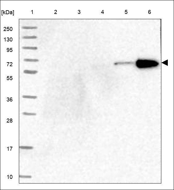 Anti-VWA2 Antibody