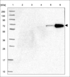 Anti-VWA2 Antibody