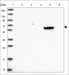 Anti-YAP1 Antibody