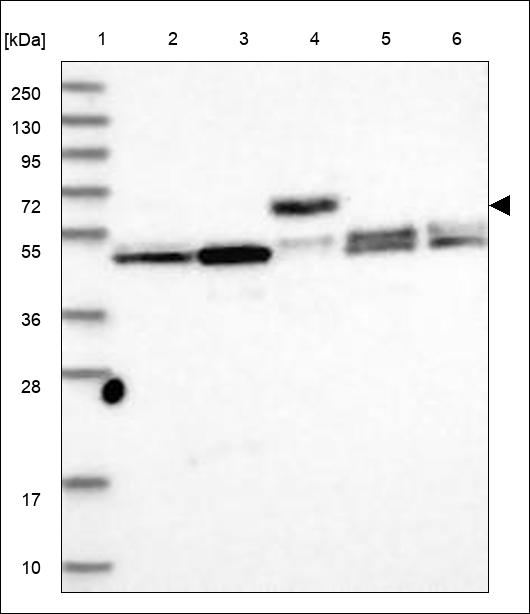 Anti-CCDC62 Antibody