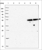 Anti-TIGD3 Antibody