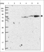 Anti-DLL1 Antibody