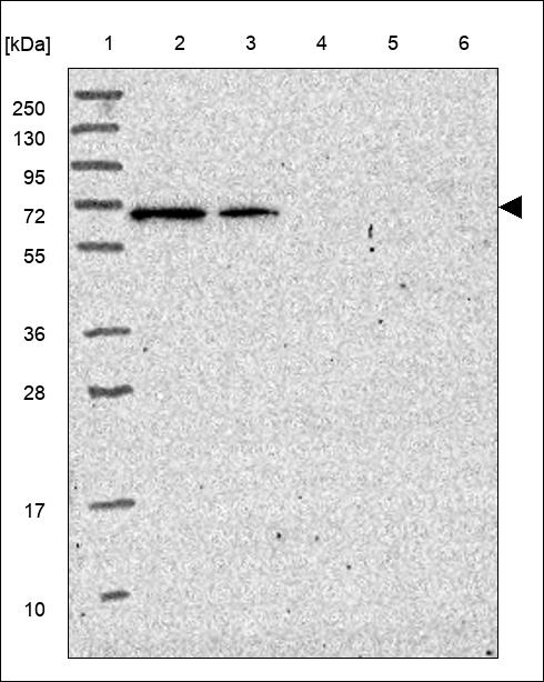 Anti-TM9SF3 Antibody