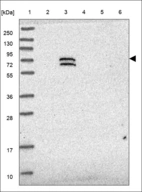 Anti-HAUS5 Antibody