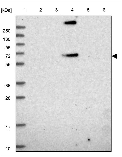 Anti-MDH1B Antibody