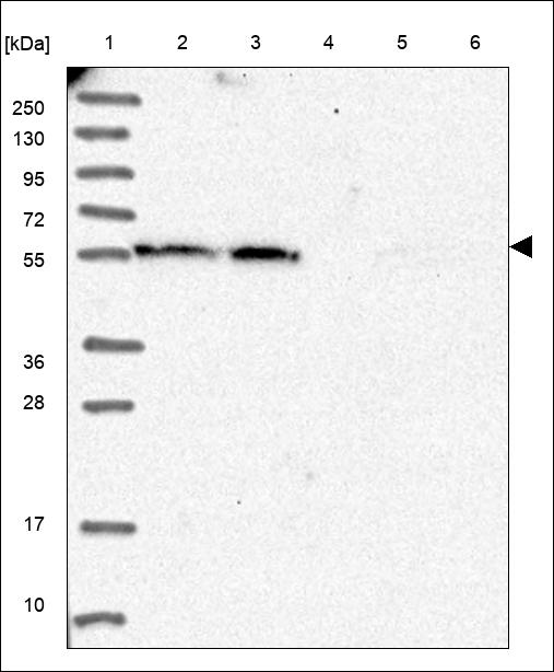 Anti-PIF1 Antibody