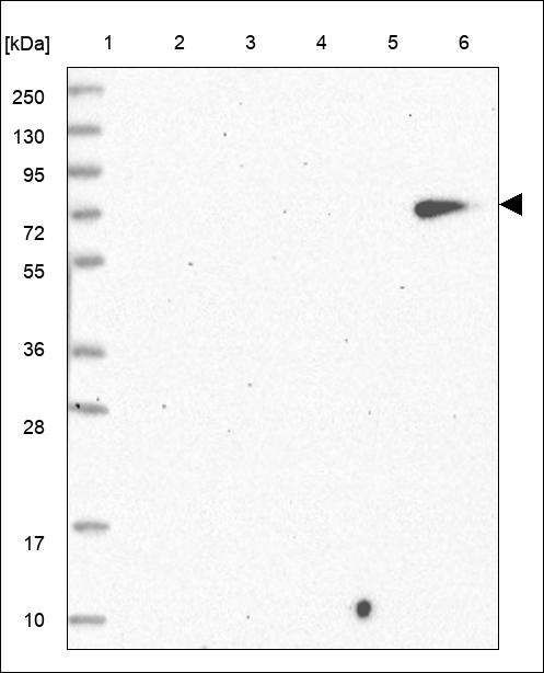 Anti-LILRB1 Antibody