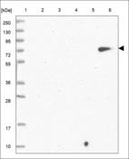 Anti-LILRB1 Antibody