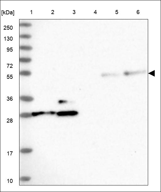Anti-CYTH2 Antibody