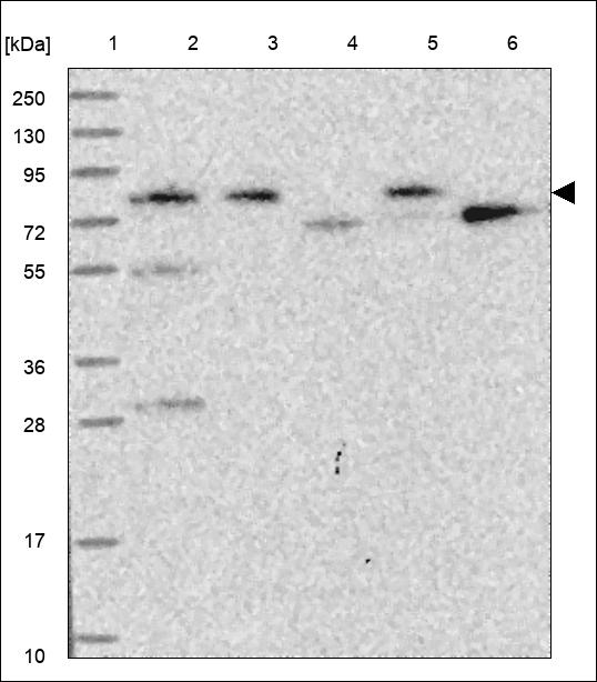 Anti-PWWP3A Antibody
