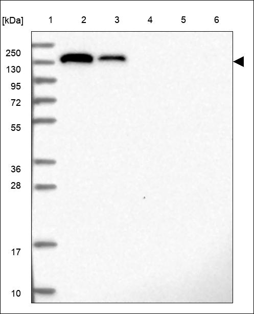 Anti-EFL1 Antibody