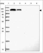 Anti-EFL1 Antibody