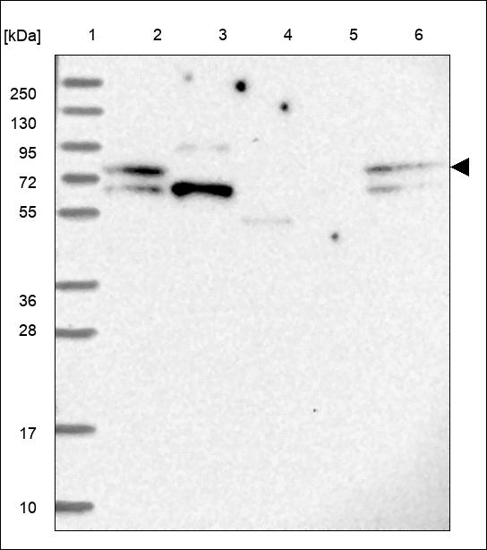 Anti-ZNF417 Antibody