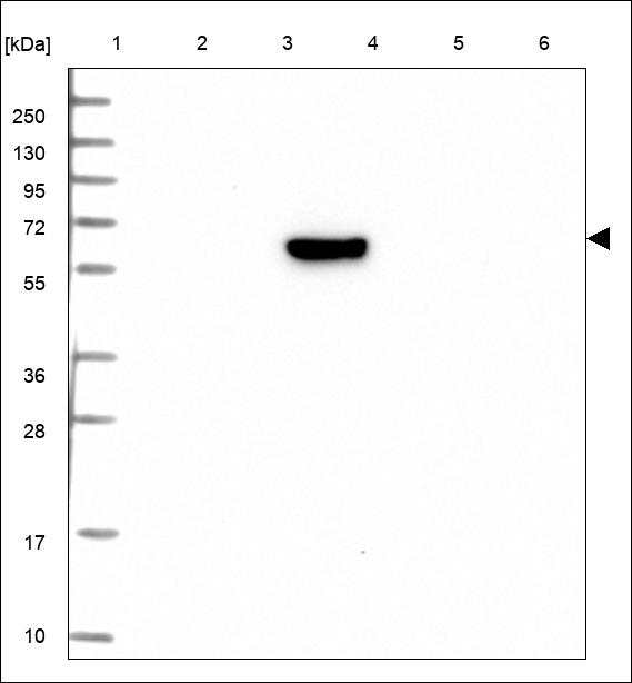 Anti-CD19 Antibody