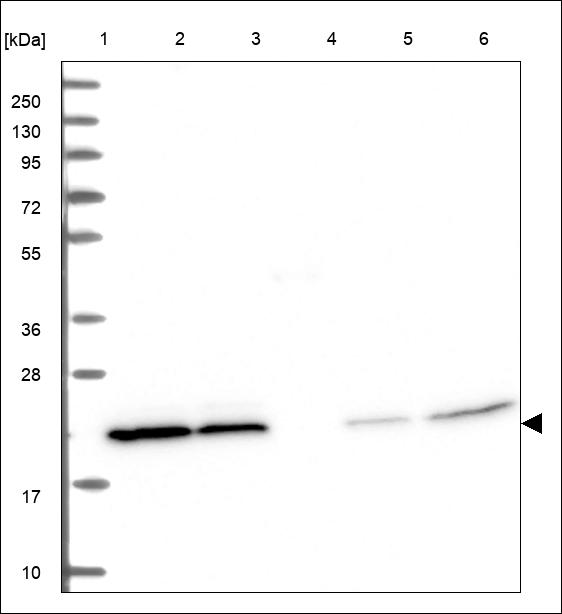 Anti-DHFR Antibody