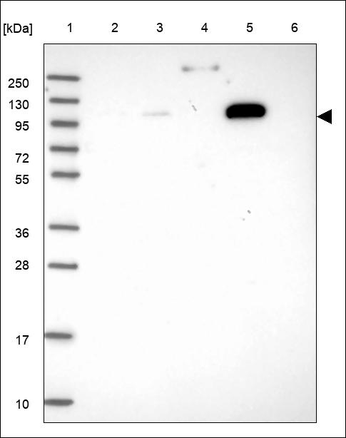 Anti-POLR3B Antibody