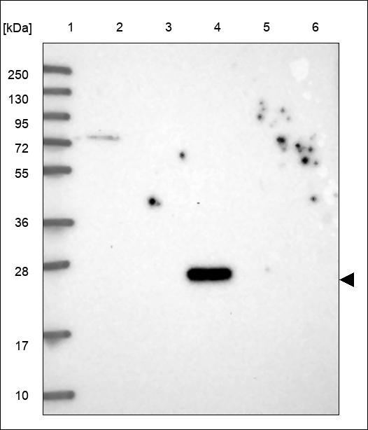 Anti-REC114 Antibody