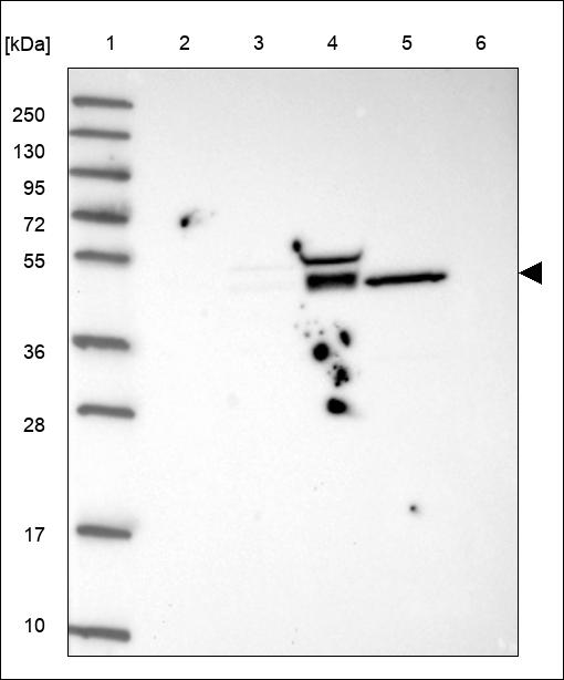 Anti-C3AR1 Antibody