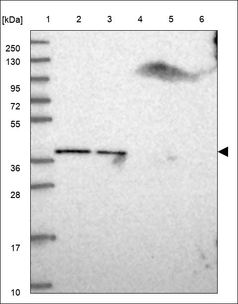 Anti-VPS26A Antibody