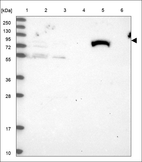 Anti-THNSL1 Antibody