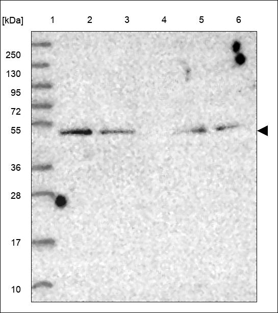 Anti-MARVELD3 Antibody