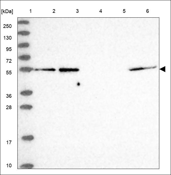 Anti-TEAD1 Antibody