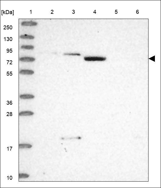 Anti-SLC26A5 Antibody
